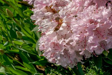 Arka plan olarak güzel taze çiçekler