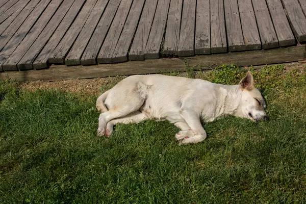 Evsiz sokak köpeği evcil hayvan konsepti olarak görülüyor.