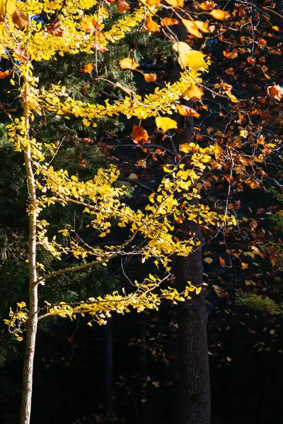 Sonbahar ağacı doku arkaplanı bırakır. Yaprak arkaplan dokusu