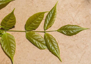 Eline bir defter sayfası bırakır