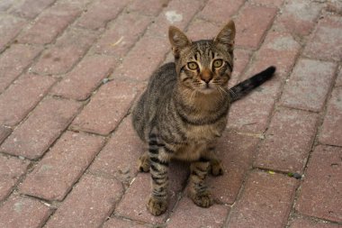 Evcil bir hayvan gibi güzel bir kedinin portresi