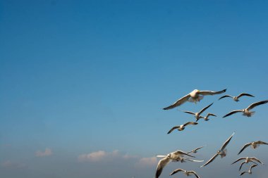 İstanbul 'da deniz üzerinde uçan martılar