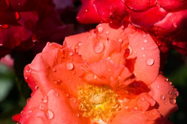 Çiçek açan güzel renkli gül yaprakları üzerinde su damlaları