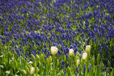 Renkli bir arkaplan olarak açan bahar çiçekleri