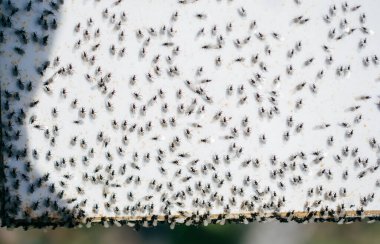 Uçan karınca sürüsü beyaz bir arkaplanda toplanır.