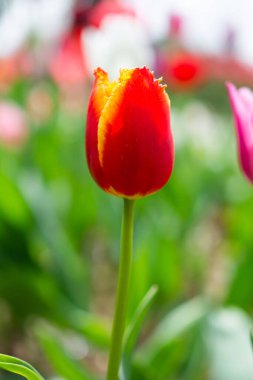 Bahar bahçesinde renkli lale çiçekleri açıyor.