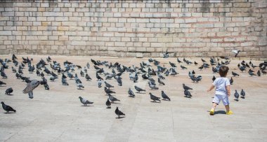 Sevimli güvercin kuşlarının arasında küçük bir çocuk Kentsel bir çevrede besleniyor