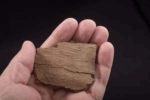 stock image Close up view of a  tree bark texture in hand