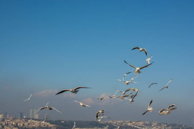 İstanbul 'da deniz üzerinde uçan martılar