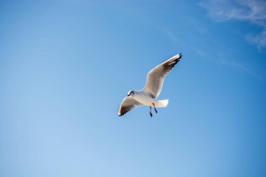 Martı deniz sular gökte uçuyor