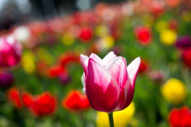 Bahar zamanı doğada içinde pembe renk taze Lale