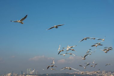 Martı gökyüzünde uçuyor. Özgürlük kavramı olarak uçan martı.