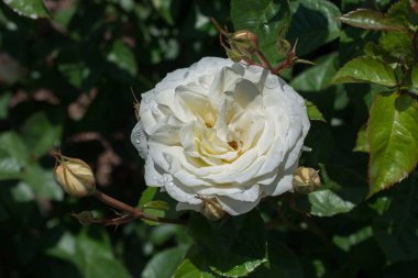 Bahçe arka planında güzel renkli gül çiçeği