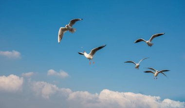 Martı gökyüzünde uçuyor. Özgürlük kavramı olarak uçan martı.