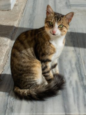 Evcil bir hayvan gibi görünen sevimli bir kedi yavrusunun portresi