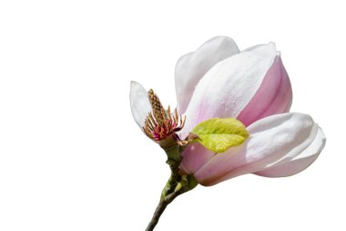 Bahçe konsepti için açan bahar çiçeği