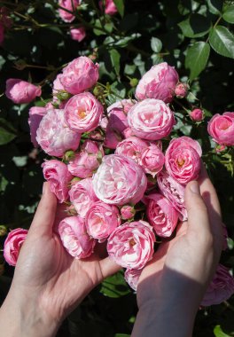 Elindeki güzel taze güller