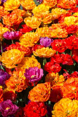 Arkaplan olarak renkli lale çiçekleri