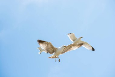 Arka plan olarak gökyüzünde uçan iki martı.