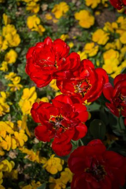 Çiçek açan güzel renkli doğal çiçekler.