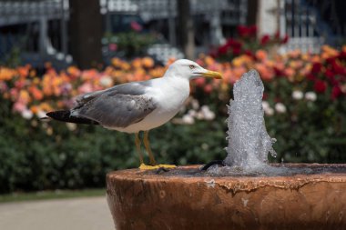 Gül bahçesindeki çeşmenin yanında martı