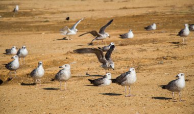 Kahverengi topraklı martılar yerde.