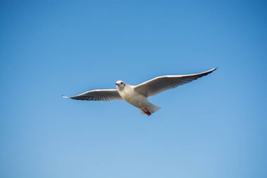 Deniz kuşu martısı özgürlük kavramı olarak gökyüzünde uçuyor.
