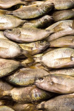 Balık pazarında satılık.