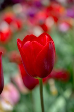 Bahar bahçesinde renkli lale çiçekleri açıyor.