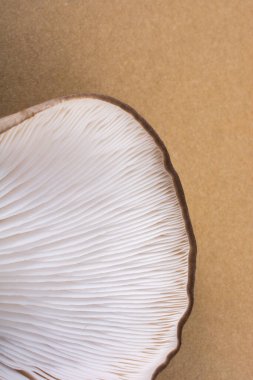 İstiridye mantarı ya da Pleurotus ostreatus kolayca ekilmiş mantar.