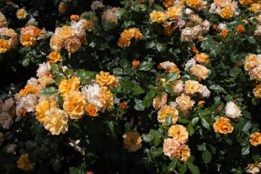 Güzel taze güllerle dolu gül bahçesi