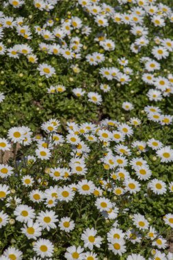 Arka plan olarak güzel papatya çiçekleri