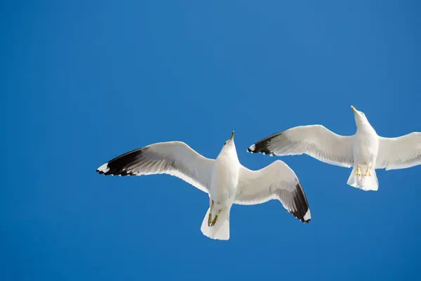 stock image Seagull flying in a blue sky as a background