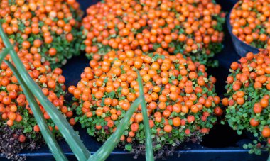 Çiçekçide bahar çiçekleri açıyor.