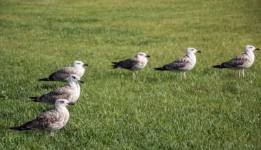 Beautiful seaside bird seagulls on the green grass clipart