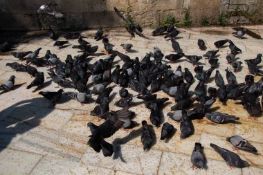 Güzel güvercin kuşları şehir ortamında beslenir.