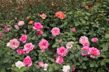 Bahçenin arka planında çiçek açan güzel renkli güller.