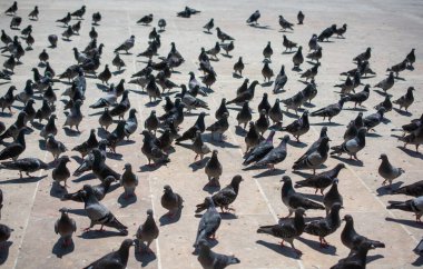 Güzel güvercin kuşları, şehir güvercinleri şehir ortamında yaşıyor.