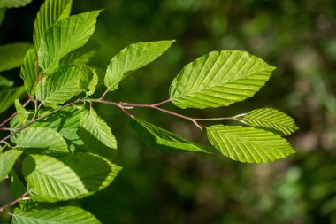 Arkaplan olarak yeşil ağaç yaprakları