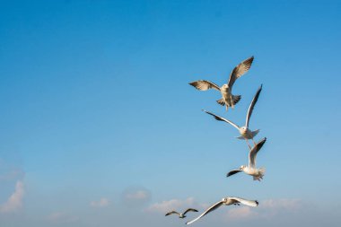 Martılar mavi gökyüzünde uçuyor