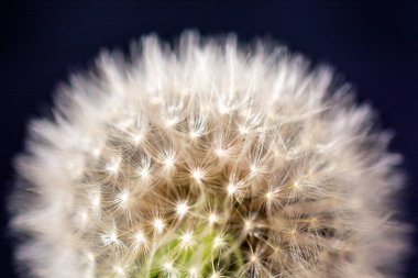 Siyah arka plan üzerine beyaz hindiba çiçek