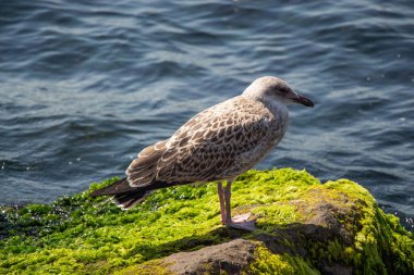 Deniz kenarındaki canlı yeşil yosunlu kayalarda duran martı.