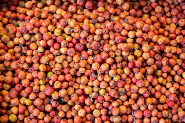 Azarole, Akdeniz medarı, pazarda toplanıp satıldı.