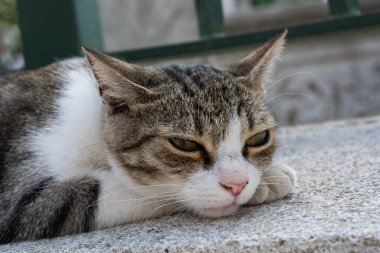 Evcil bir hayvan gibi görünen sevimli bir kedi yavrusunun portresi