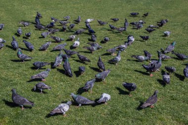 Şehir parkındaki yeşil çimenlikteki güvercinler