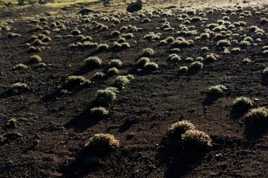 Doğa arkaplanı olarak kullanmak için yeşil çimen
