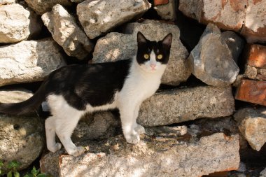 Evcil bir hayvan gibi görünen sevimli bir kedi yavrusunun portresi
