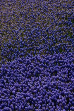 Çiçekler çiçek arkaplan dokusunu oluşturur