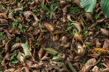 Arka plan için sonbahar yaprakları dokusu. Yaprak arkaplan dokusu