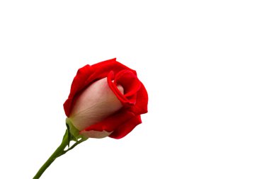 Rose flowers for the holiday, bokeh, macro, floral background.  romantic space for text